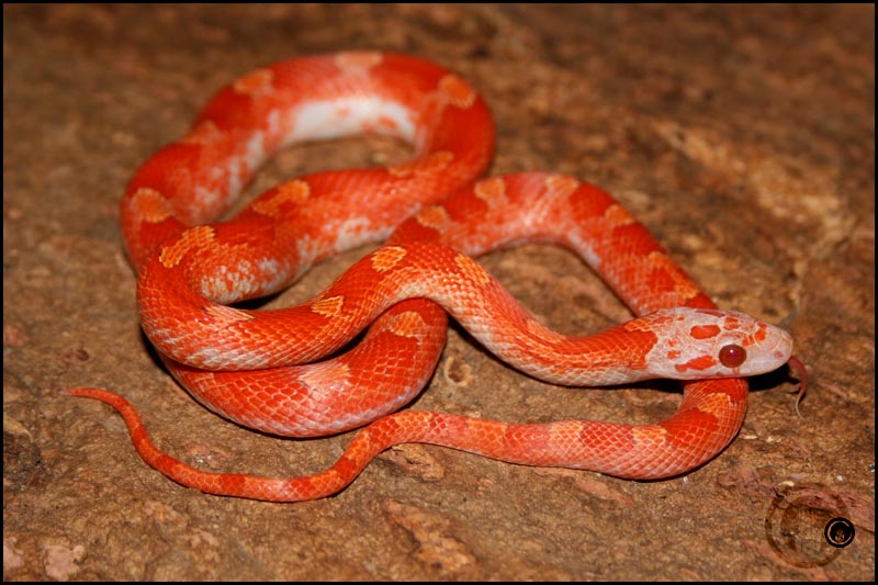 Pied Sided Lava Bloodred